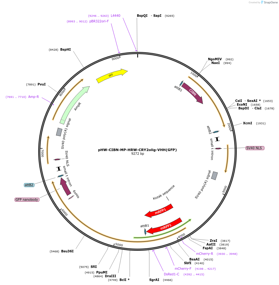 126026-plasmid-map-sequence-id-257519