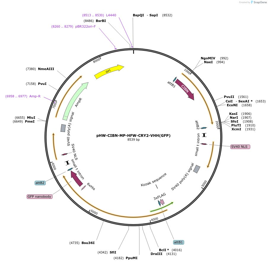 126027-plasmid-map-sequence-id-257525