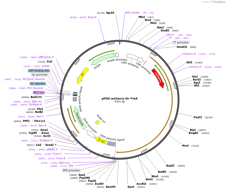 127961-plasmid-map-sequence-id-257533