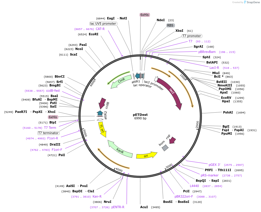 124245-plasmid-map-sequence-id-257540