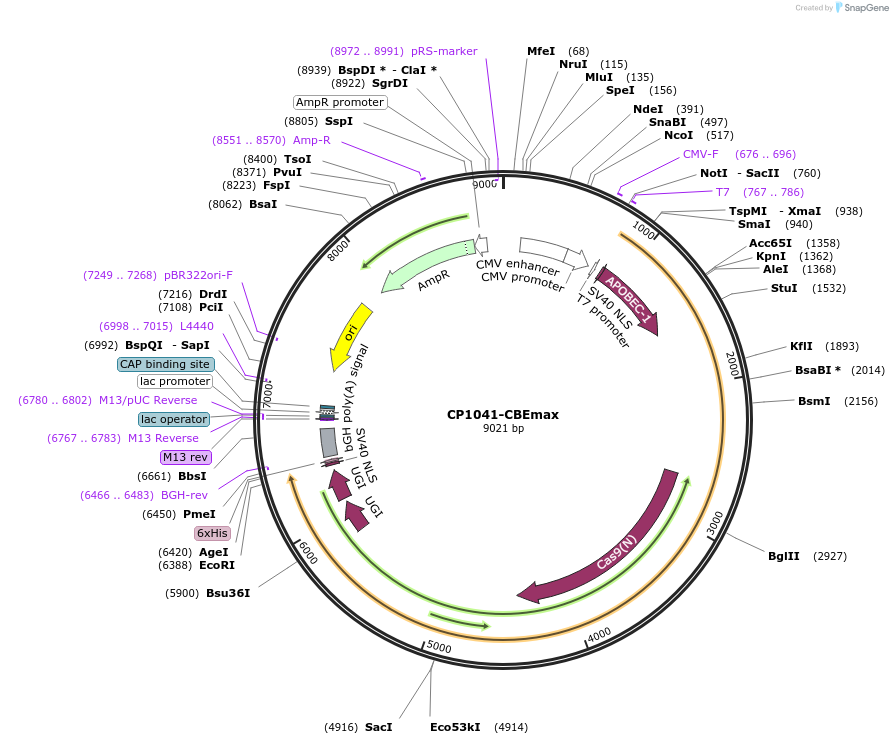 119803-plasmid-map-sequence-id-257544