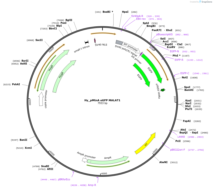 132643-plasmid-map-sequence-id-257549