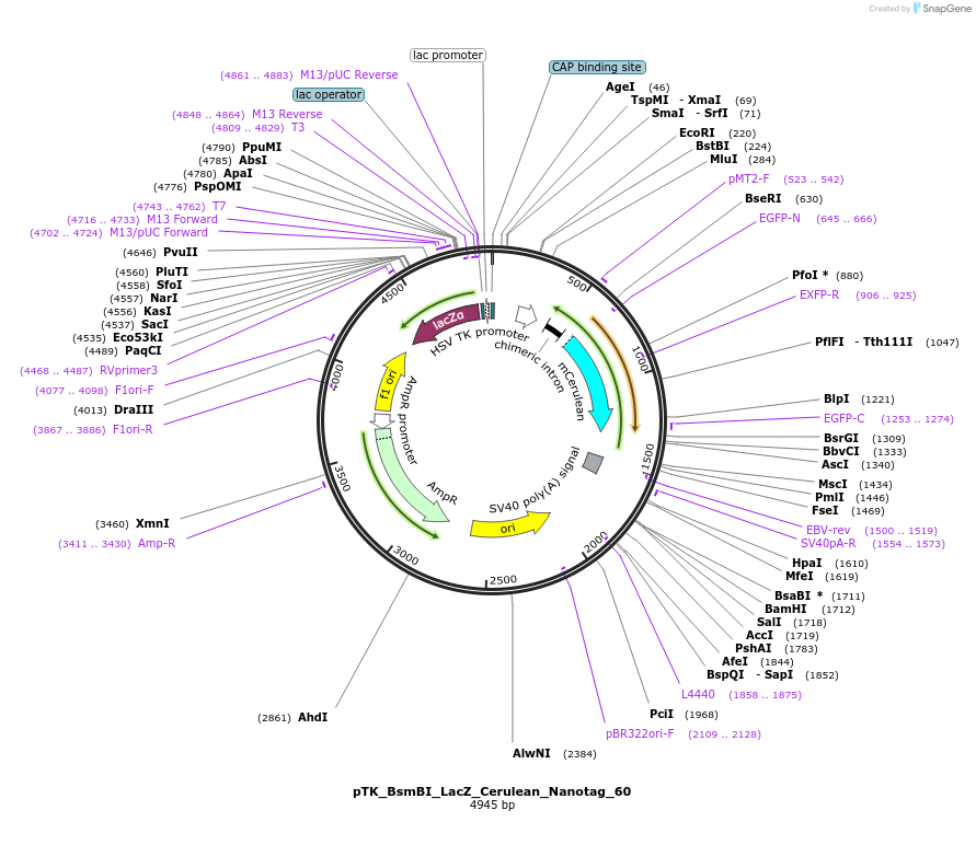 130528-plasmid-map-sequence-id-257574