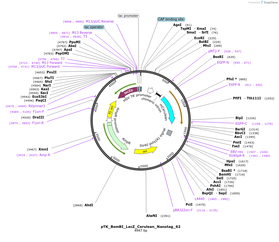130530-plasmid-map-sequence-id-257577