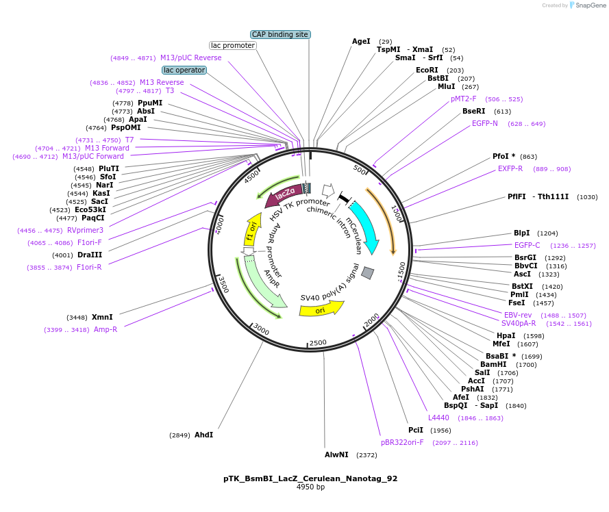 130540-plasmid-map-sequence-id-257582