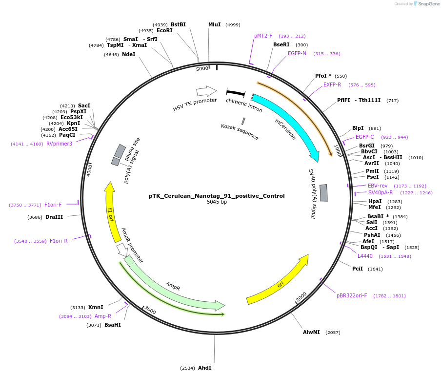130572-plasmid-map-sequence-id-257583