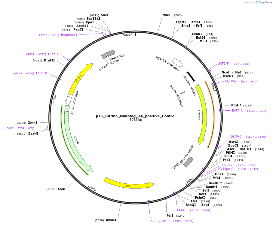 130570-plasmid-map-sequence-id-257586