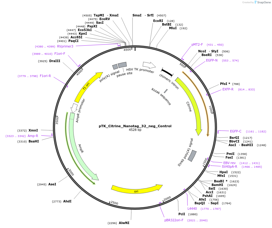 130563-plasmid-map-sequence-id-257595