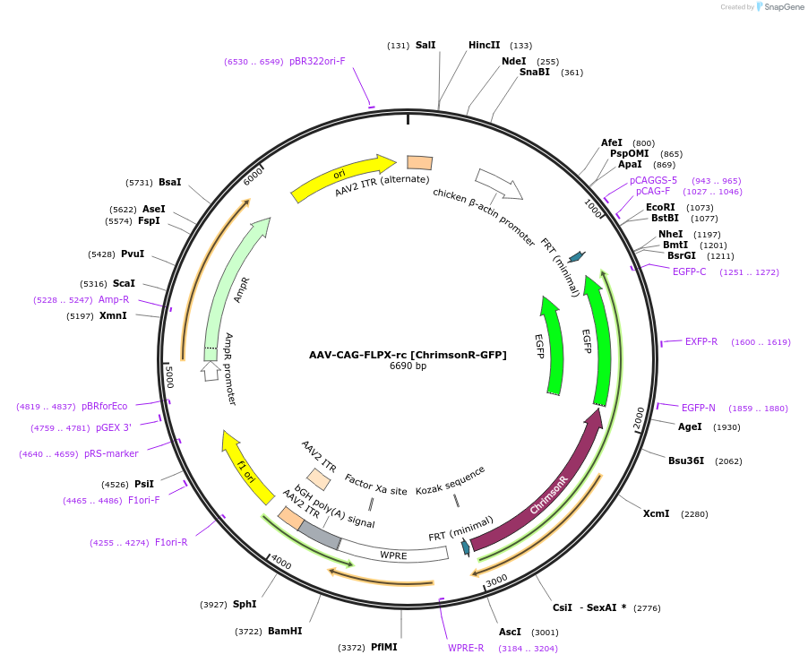 118295-plasmid-map-sequence-id-257600