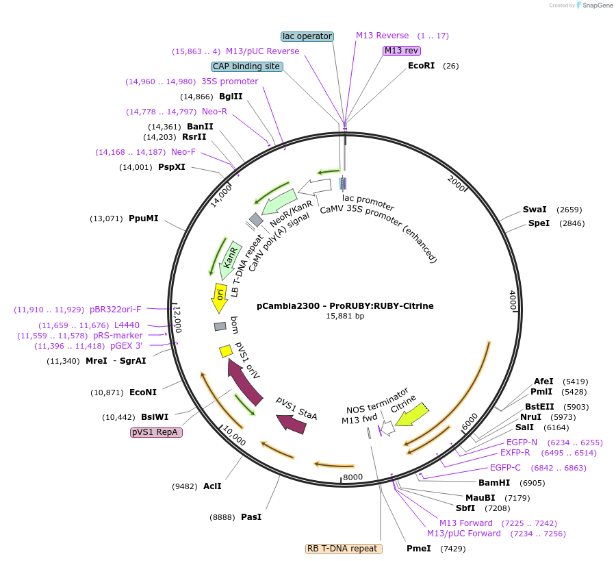 128796-plasmid-map-sequence-id-257608