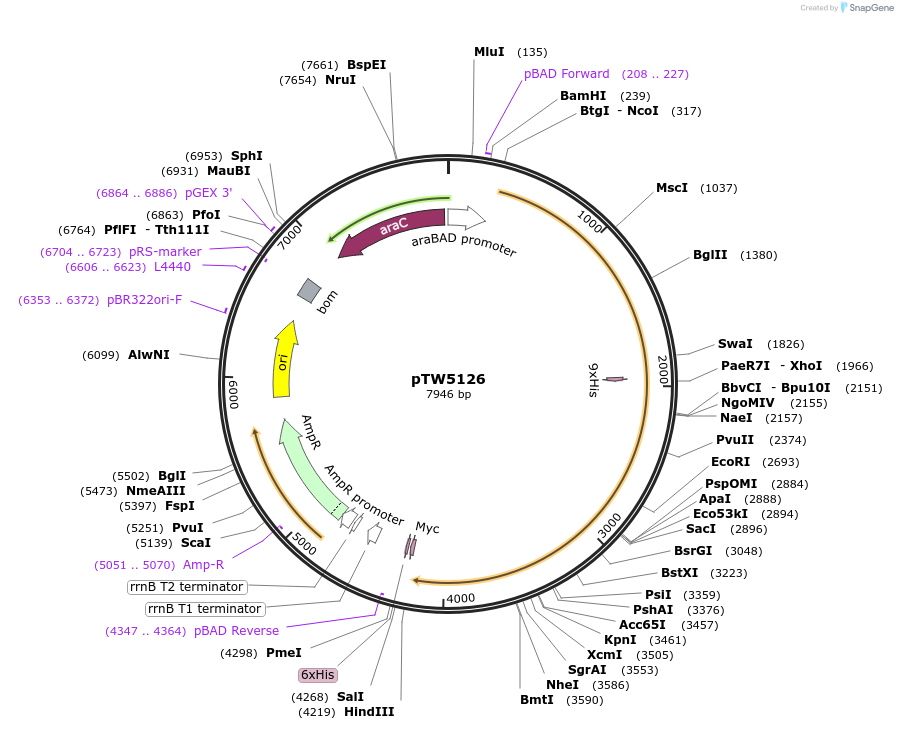 129732-plasmid-map-sequence-id-257612