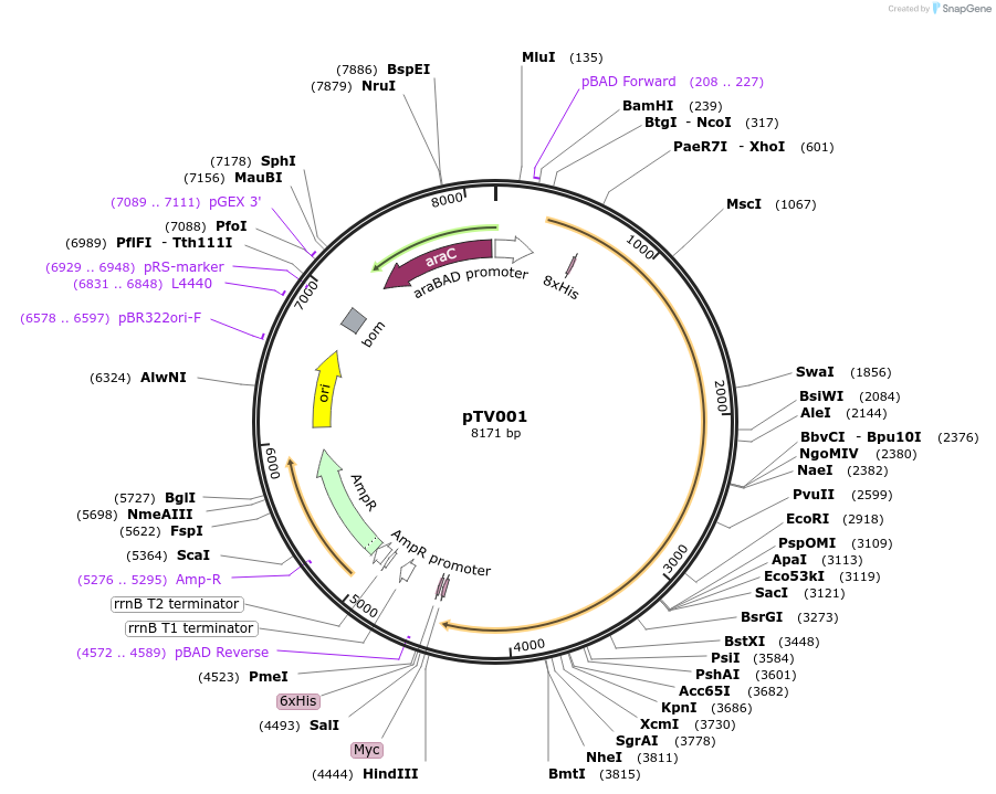 130265-plasmid-map-sequence-id-257613