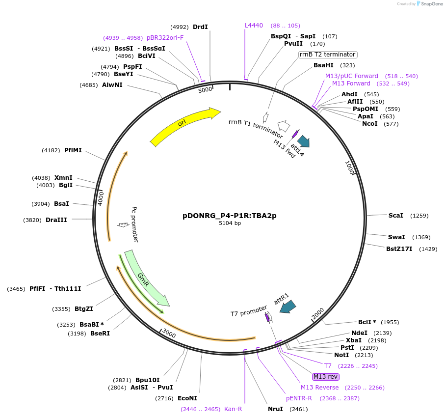 128429-plasmid-map-sequence-id-257615
