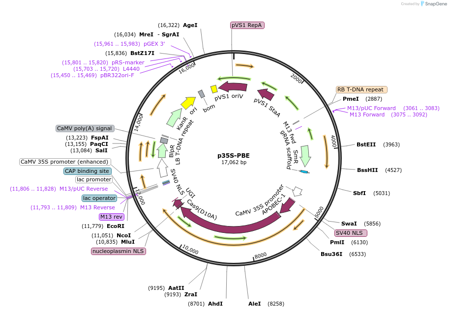 119772-plasmid-map-sequence-id-257642