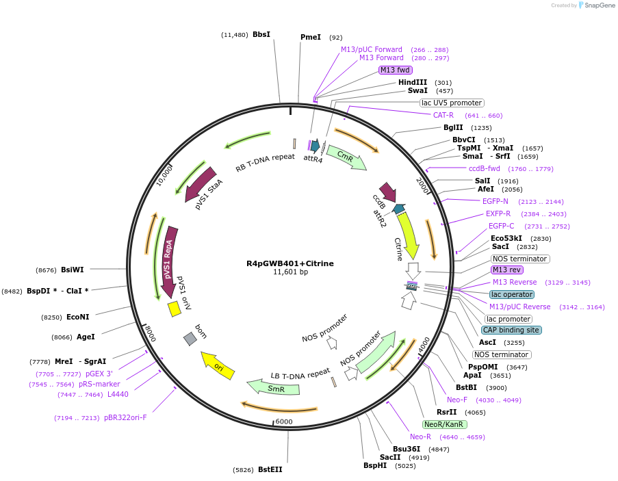 128432-plasmid-map-sequence-id-257650