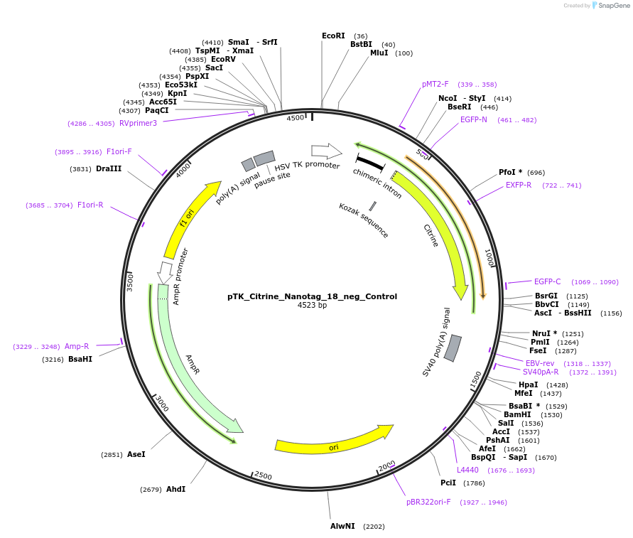 130560-plasmid-map-sequence-id-257651