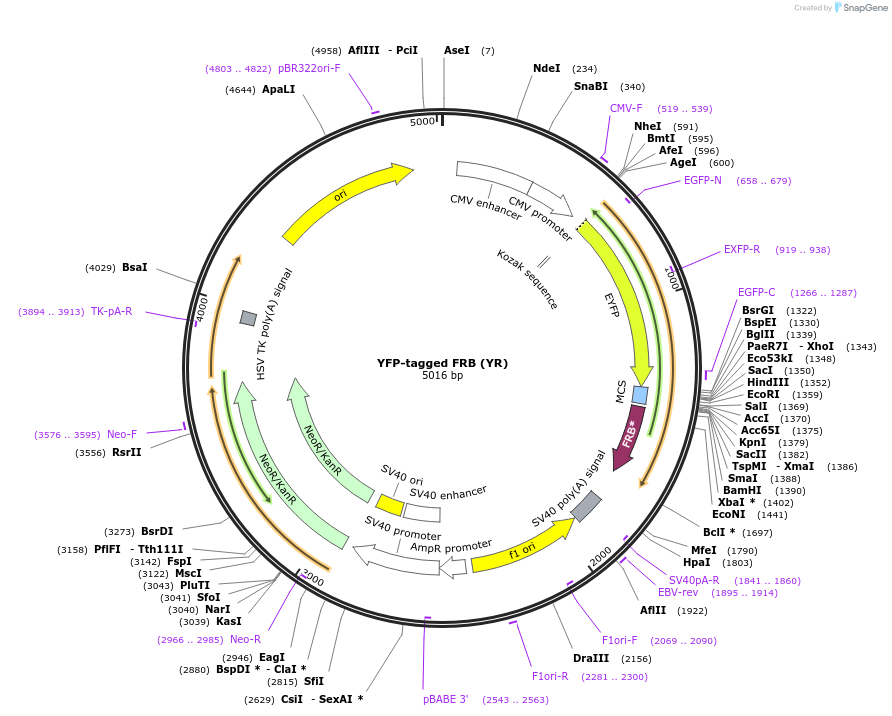 20148-plasmid-map-sequence-id-257672