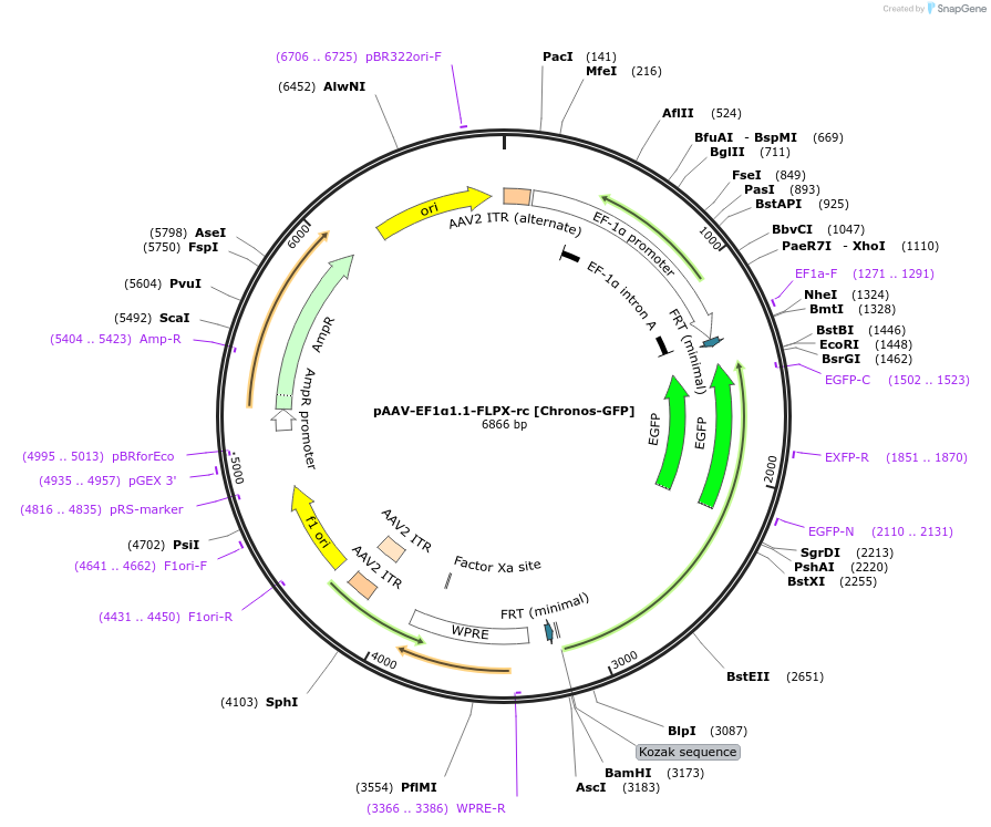 122102-plasmid-map-sequence-id-257673