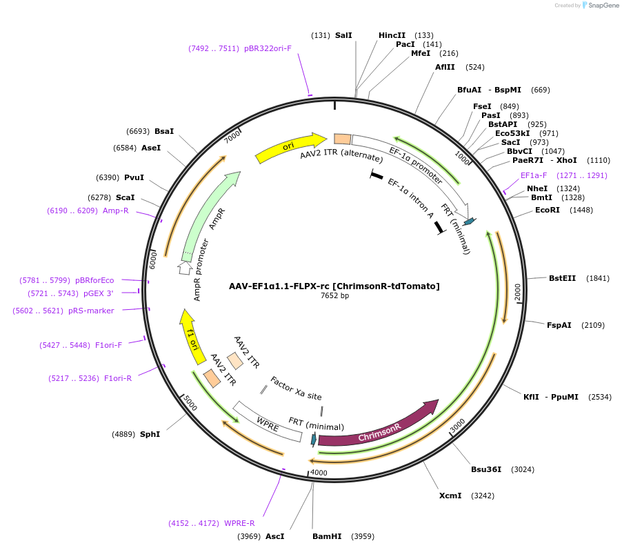 128587-plasmid-map-sequence-id-257676