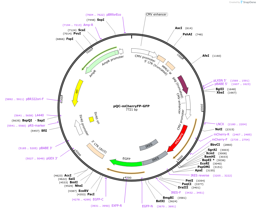 129102-plasmid-map-sequence-id-257682