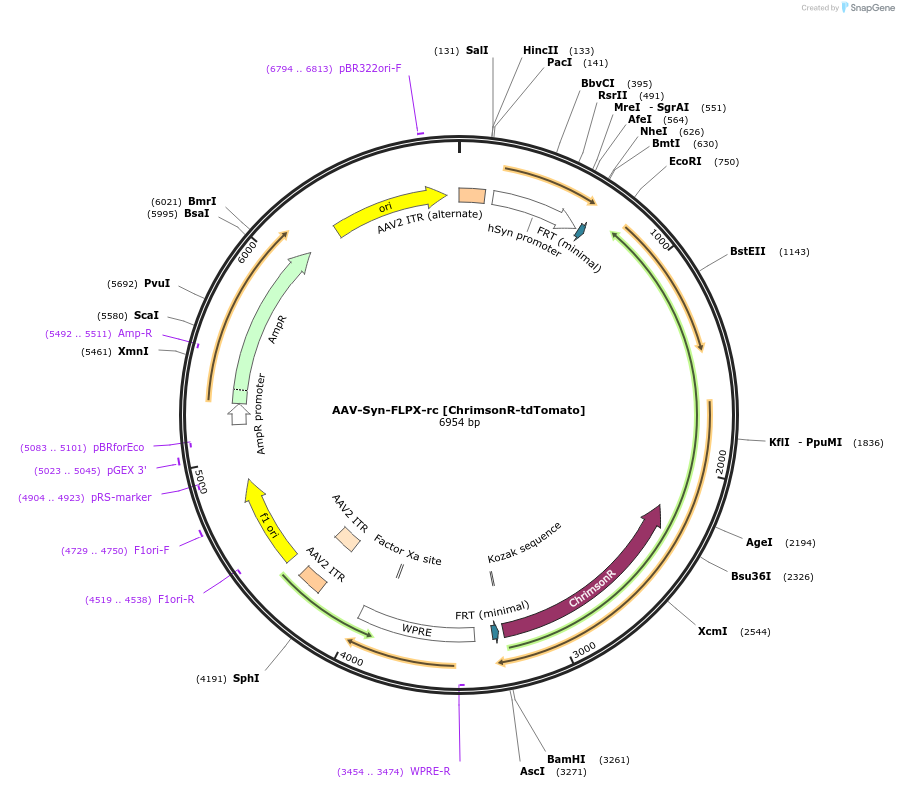 128589-plasmid-map-sequence-id-257684