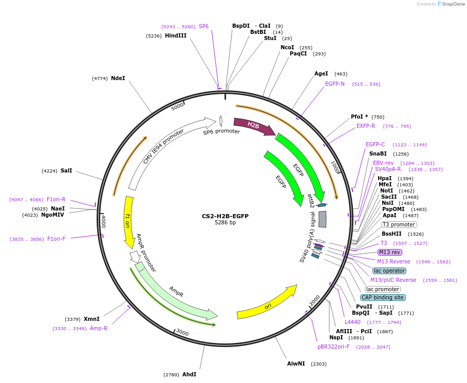 132414-plasmid-map-sequence-id-257700