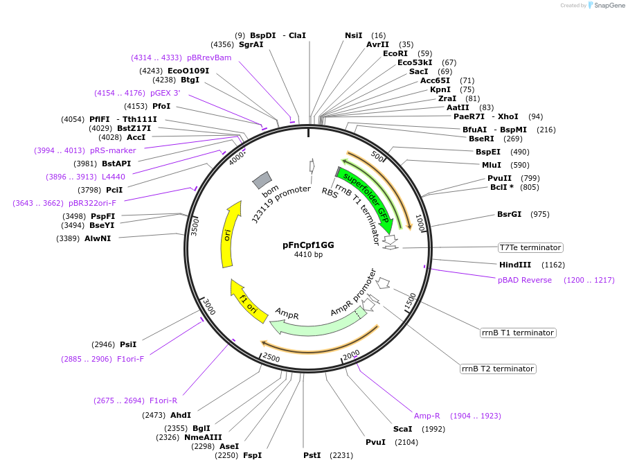 131010-plasmid-map-sequence-id-257701