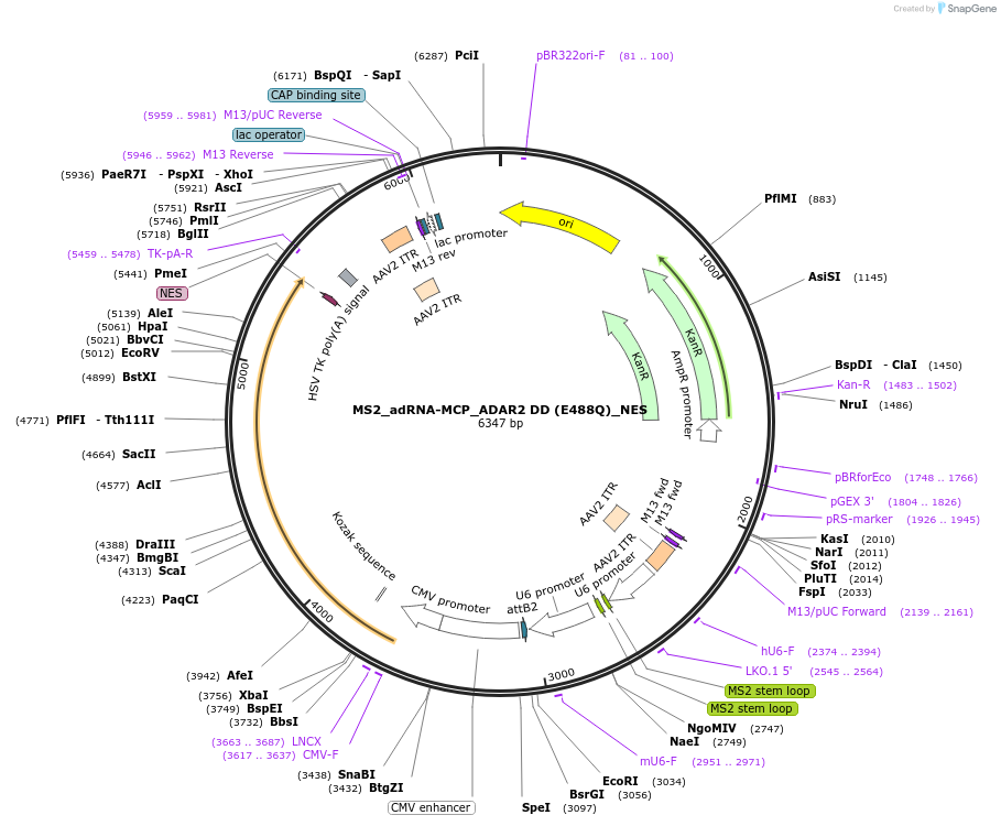 124707-plasmid-map-sequence-id-257708