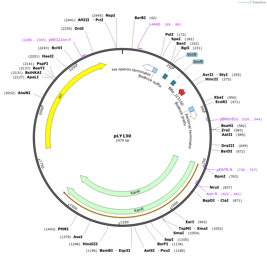 130952-plasmid-map-sequence-id-257710