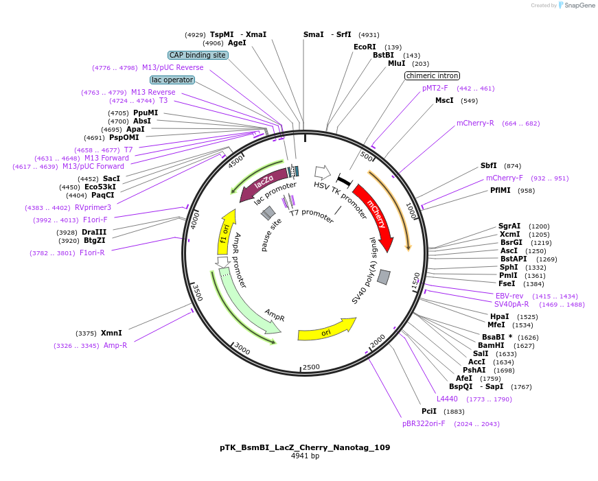 130548-plasmid-map-sequence-id-257735