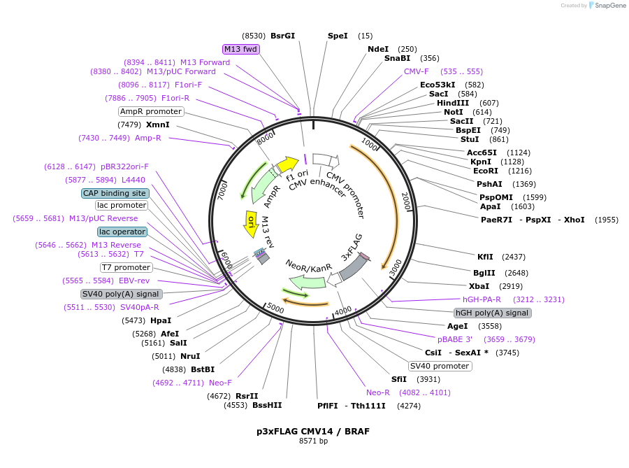 131710-plasmid-map-sequence-id-257756