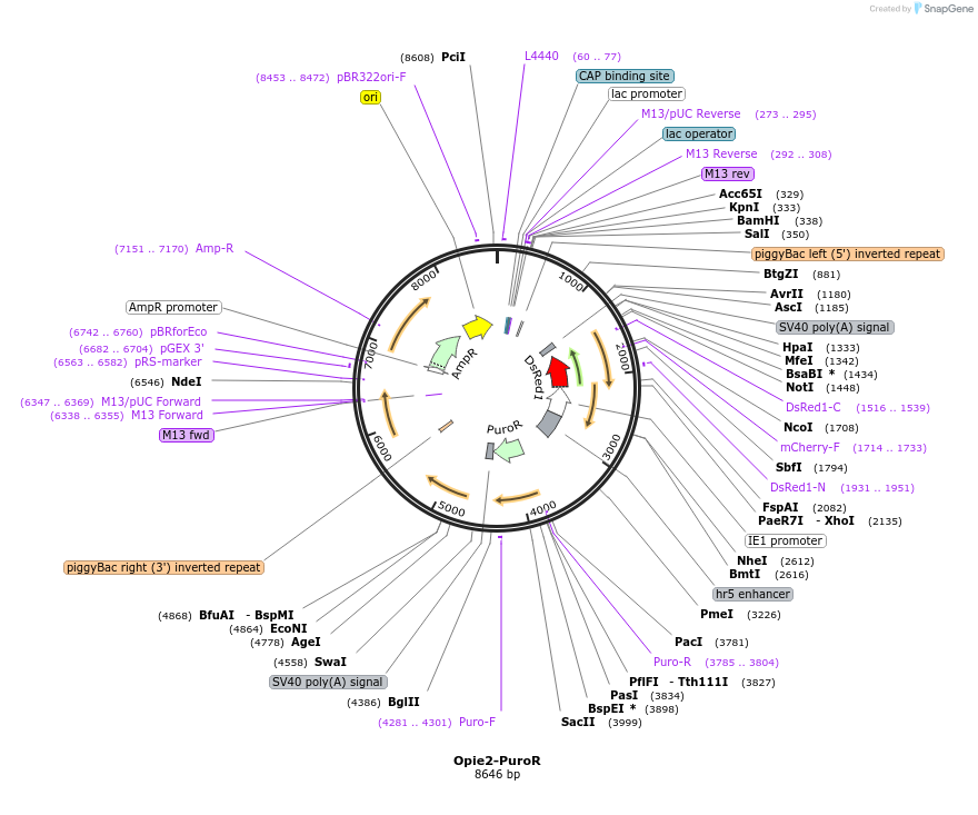 131613-plasmid-map-sequence-id-257771