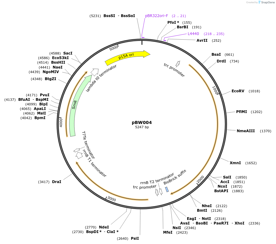 131805-plasmid-map-sequence-id-257773
