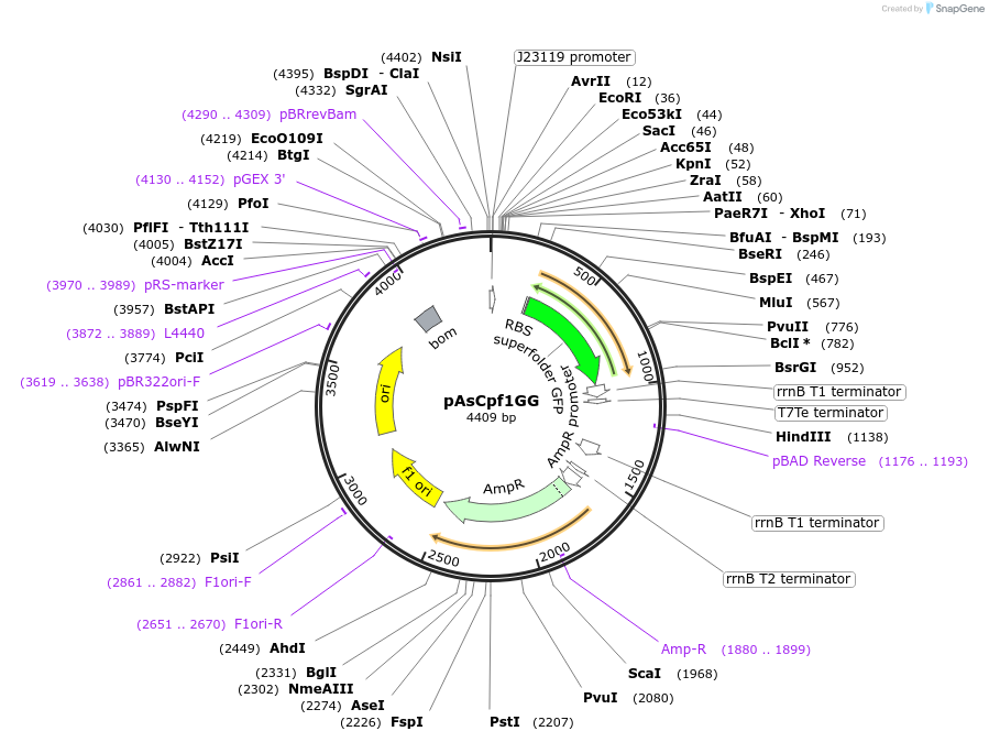 131011-plasmid-map-sequence-id-258106