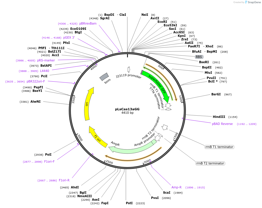 131012-plasmid-map-sequence-id-258107