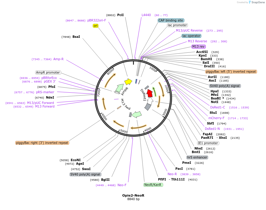 131614-plasmid-map-sequence-id-258113