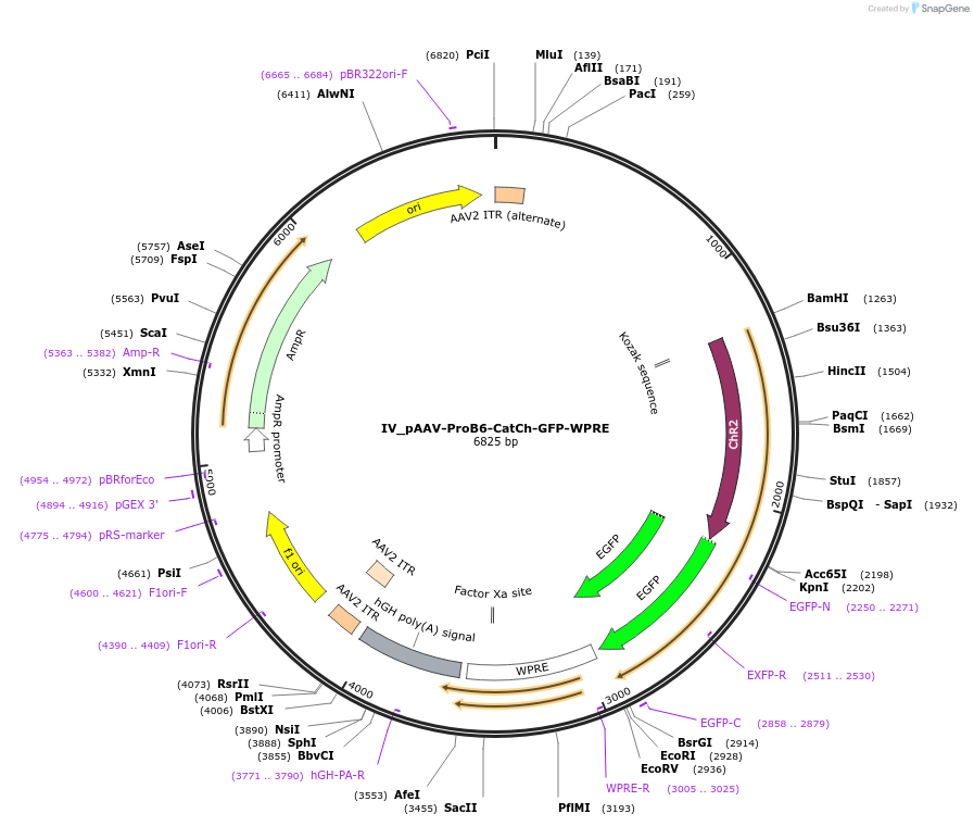 125926-plasmid-map-sequence-id-258119