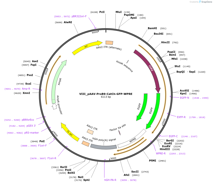125929-plasmid-map-sequence-id-258126