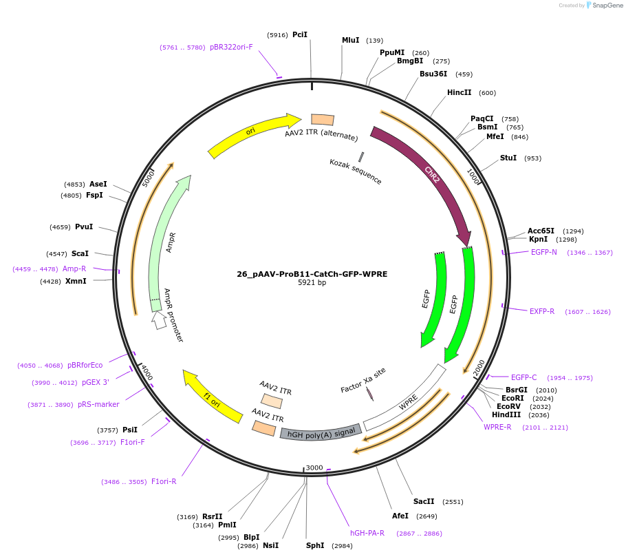 125931-plasmid-map-sequence-id-258128