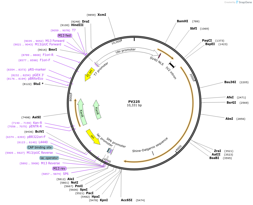 132334-plasmid-map-sequence-id-258129
