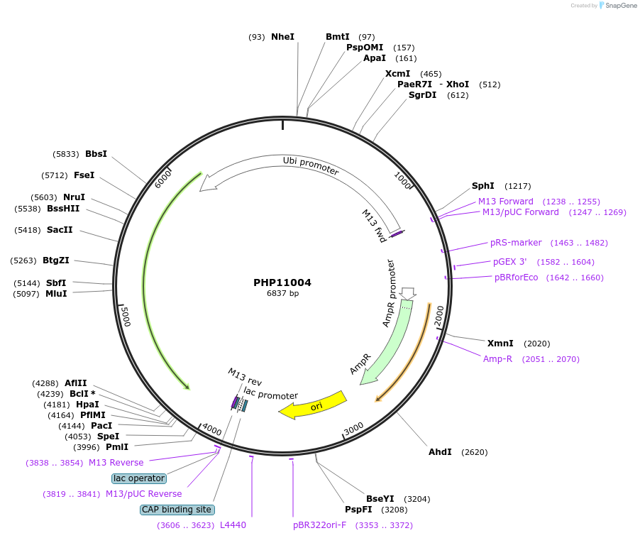 132353-plasmid-map-sequence-id-258135