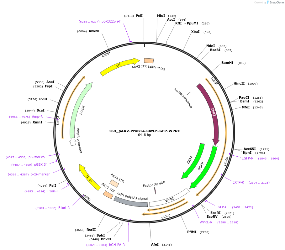 125934-plasmid-map-sequence-id-258136