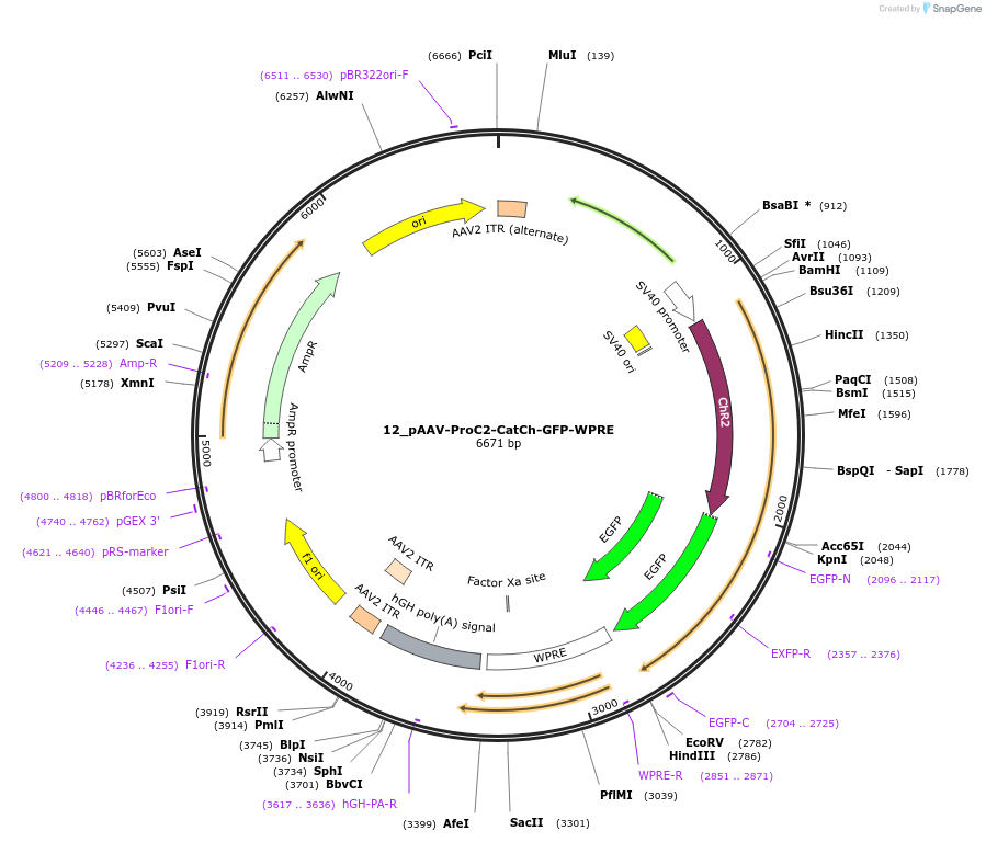 125938-plasmid-map-sequence-id-258160
