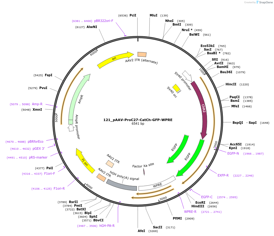 125962-plasmid-map-sequence-id-258161
