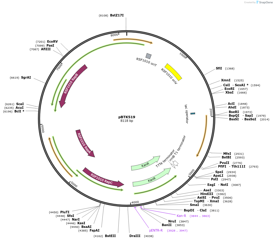 110603-plasmid-map-sequence-id-258167