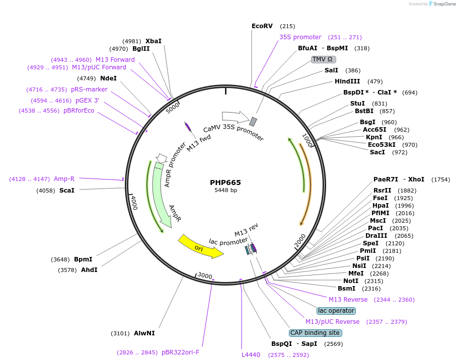 132352-plasmid-map-sequence-id-258178