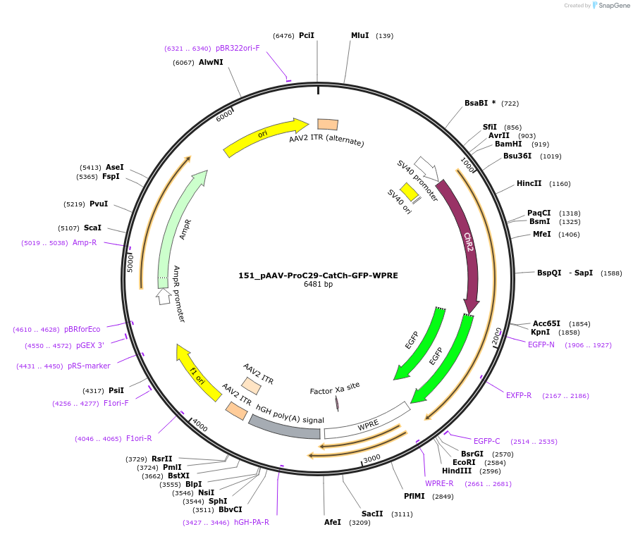 125964-plasmid-map-sequence-id-258179