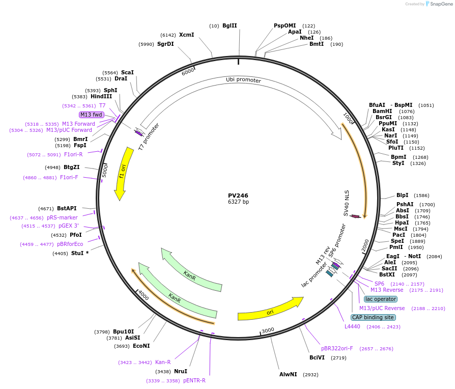 132337-plasmid-map-sequence-id-258186