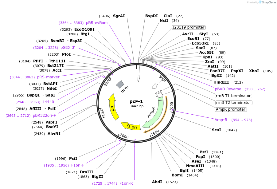 131023-plasmid-map-sequence-id-258212