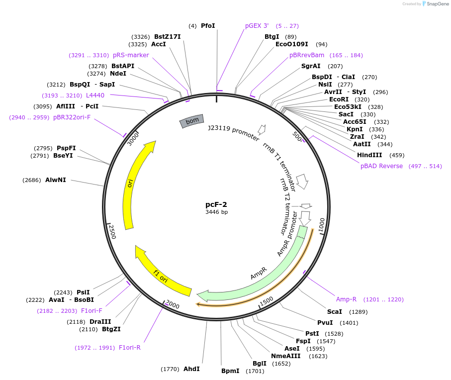 131025-plasmid-map-sequence-id-258219